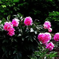 Пионы цветут :: Людмила Смородинская Пионы цветут :: Людмила Смородинская