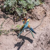 щурки :: юрий макаров