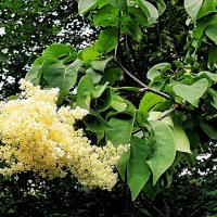 Амурская сирень. :: Татьяна Помогалова