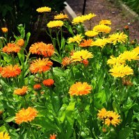 Цветы июня. :: Татьяна Помогалова