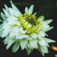 Белая красавица :: Людмила Фил