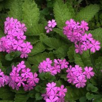 Первоцветы :: Людмила Фил