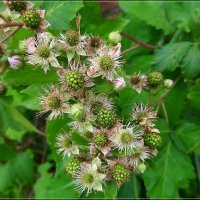 Ежевика :: Сеня Белгородский