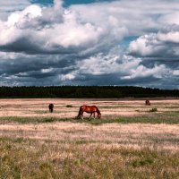 Лошади в Энхэлукском заказнике. :: Alexey_Ph5624 