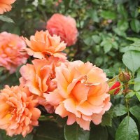 ,,, :: Сергей Тимоновский