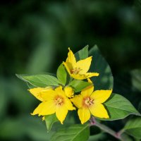 Вербейник :: Евгений 