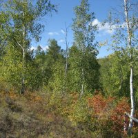 Лес :: Anna Ivanova Лес :: Anna Ivanova