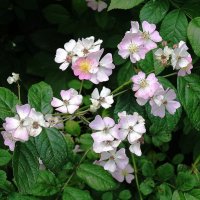 Цветет Шиповник :: Рита Симонова