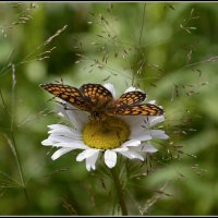 С Шашешницей... :: Aleksandr Gal