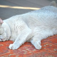 На крылечке :: Татьяна Лютаева