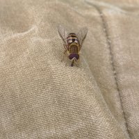 Обыкновенная полосатая журчалка (Syrphus ribesii) :: Денис Бочкарёв