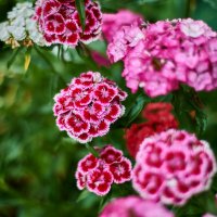 Садовая Гвоздика :: Александр Леонов Садовая Гвоздика :: Александр Леонов