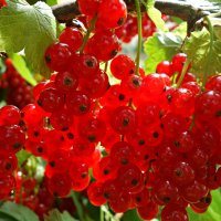 .... :: Галина .... :: Галина