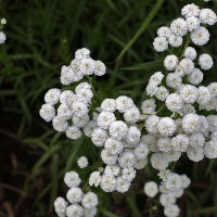 Тысячелистник белый жемчуг :: Светлана Тысячелистник белый жемчуг :: Светлана
