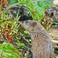 ондатра :: gawrilа - dan