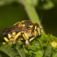 Мегахилида :: Александр Посошенко Мегахилида :: Александр Посошенко