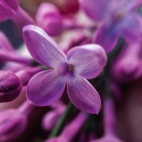 Цветочек сирени :: Анна Пигулевская