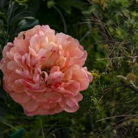 красавчик пион :: Наталья Крюкова