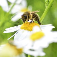 Пчела :: Геннадий Супрун