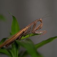 Богомол. :: Sergey (Apg)