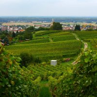 Виноградники :: Юрий. Шмаков