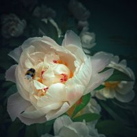 Летнее :: Евгеша Сафронова