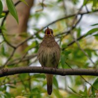 заливается :: Виталий Емельянов