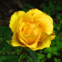 Жёлтая роза :: Андрей Снегерёв