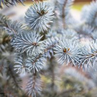 Краски лета :: Андрей Неуймин