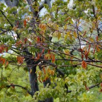 Дождливый день :: Наталья Rosenwasser