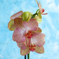 Орхидея :: Irene Irene