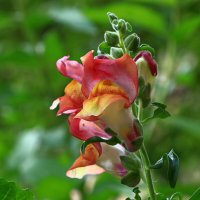 львиный зев :: Игорь Kуленко