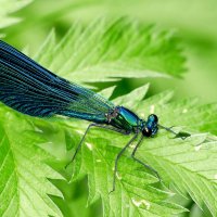 в последний день июня 5 :: Александр Прокудин