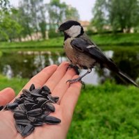 Синица :: Сапсан 