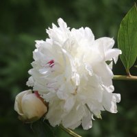 Цветочное настроение. Пион :: Наталья Герасимова