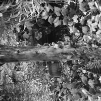 // :: Константин Сафронов // :: Константин Сафронов