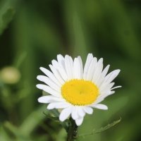 Цветочное настроение. Ромашка :: Наталья Герасимова