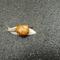 И эту тоже спас. Она переходила (очень медленно!) дорогу в неположенном месте :: Андрей Лукьянов