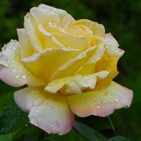 Промокшая от дождя. :: Милешкин Владимир Алексеевич 