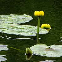 Озёрные кубышки. :: Милешкин Владимир Алексеевич 