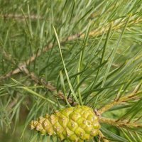 Шишки! :: Pippa 