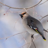 Свиристель. :: Виктор Иванович Чернюк