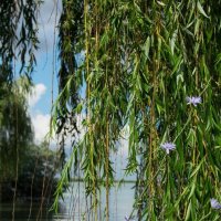 Ива :: Oksana Verkhoglyad