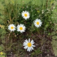 Цветы у дороги :: Veera V Цветы у дороги :: Veera V