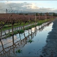 Перспектива :: **** vedin