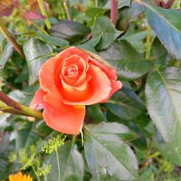 Розы, ах розы! (серия) :: Любовь Сахарова