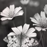 в лугах :: Michel 