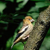 Слеток дубоноса :: Лина Слеток дубоноса :: Лина