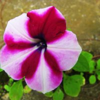 Пёстрая красавица :: Людмила Смородинская Пёстрая красавица :: Людмила Смородинская