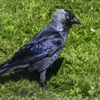 Галка прилетела :: Людмила Смородинская